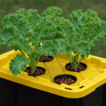 Totes of Greens: My Favorite Way to Grow Hydroponic Kale at Home